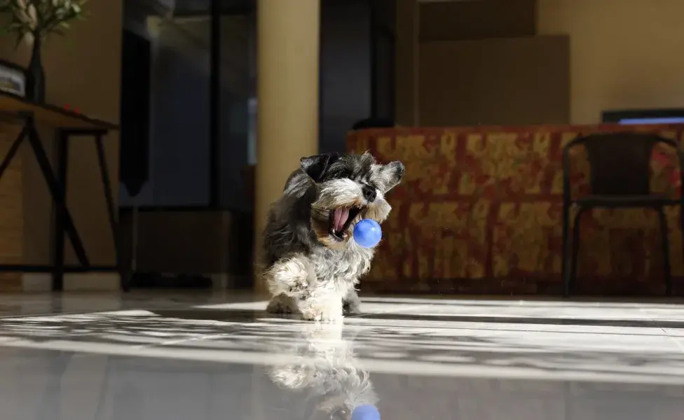 Schnauzer brincando com bola