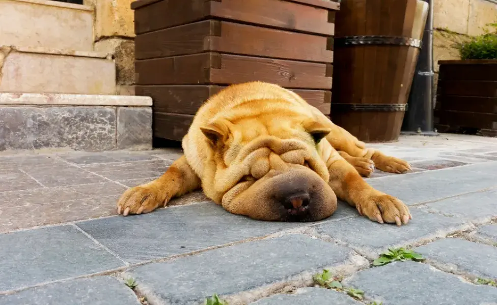 Sharpei deitado