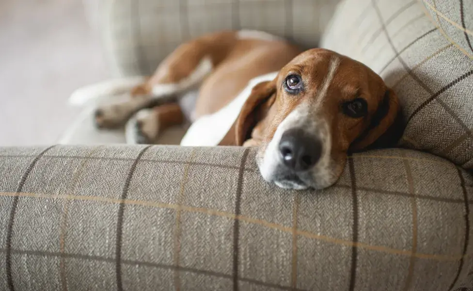 Basset Hound deitado no sofá