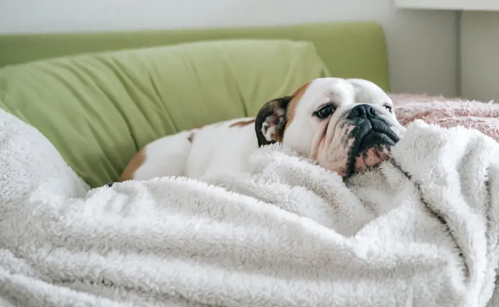 Bulldog ingles deitado no sofá em cima de coberta