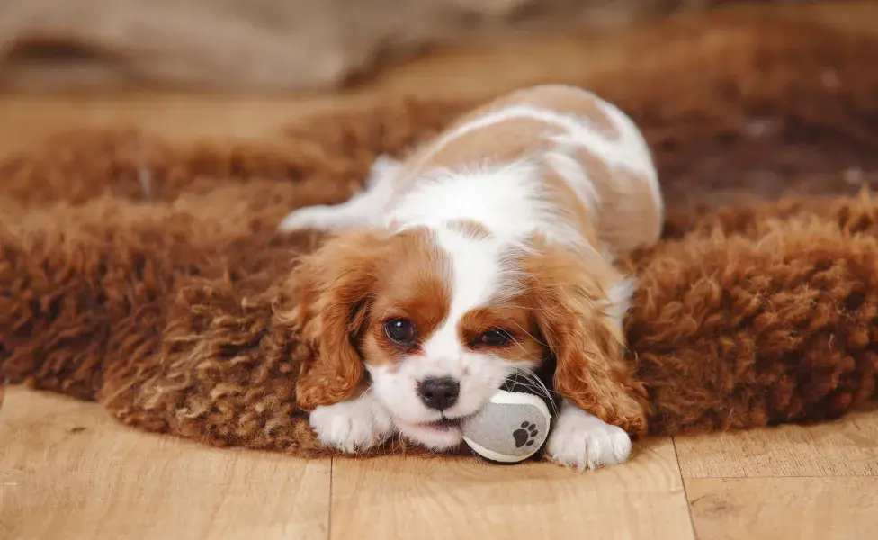 Cavalier King deitado em cima do tapete brincando com brinquedo