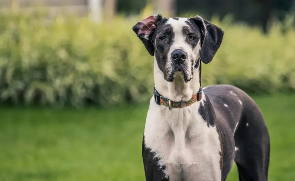 Cachorro Dogue Alemão ao ar livre