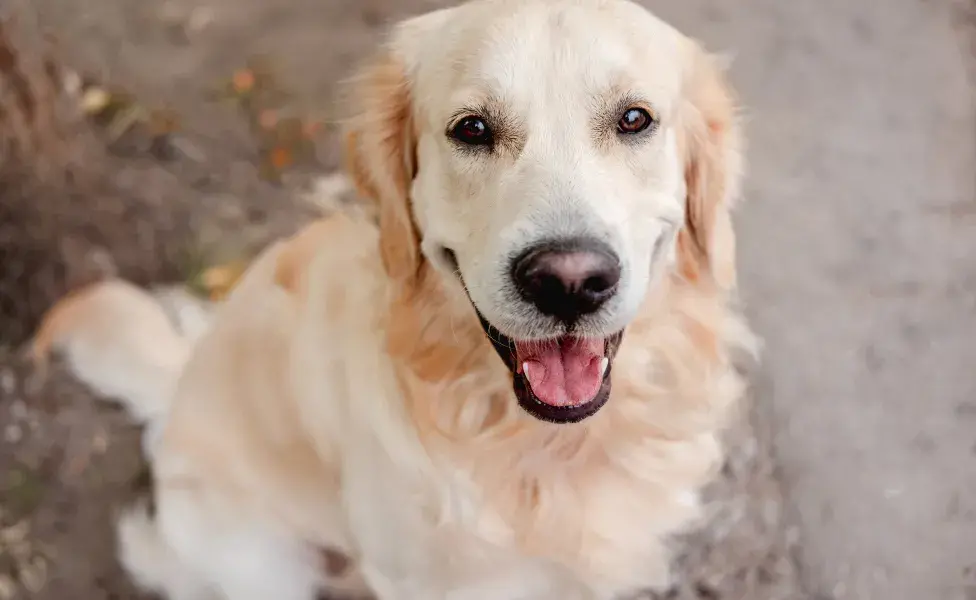 Cachoror Golden sentado olhando pra camêra