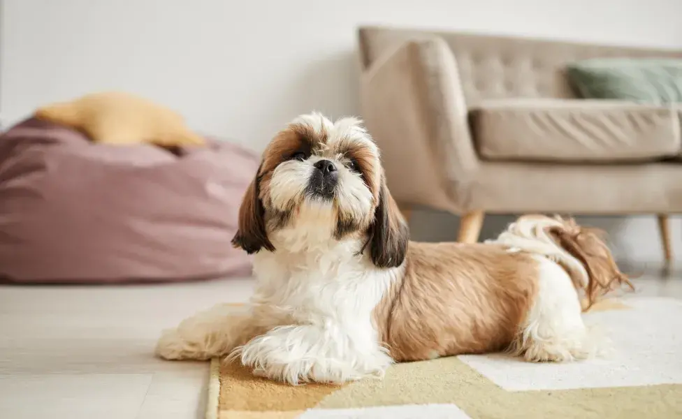 Shih Tzu deitado em cima do tapete