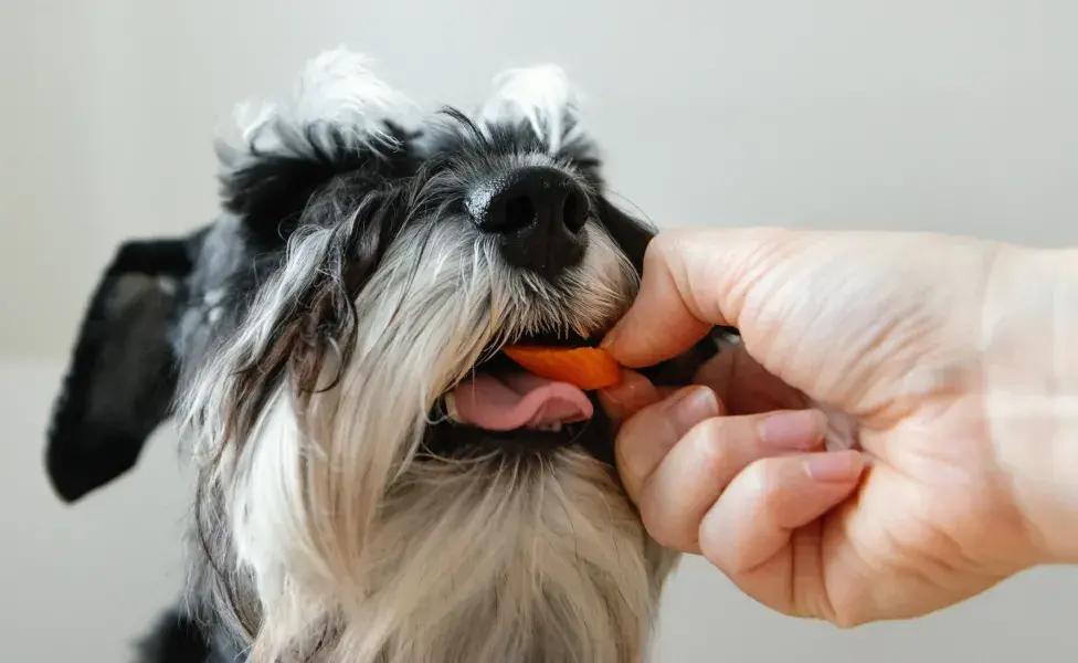 Schnauzer comendo cenoura para cachorro