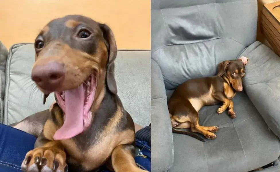 Cachorro salsicha deitado no sofá