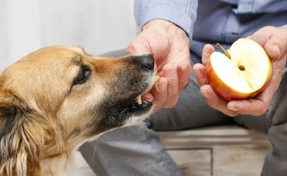 Cachorro comendo maça