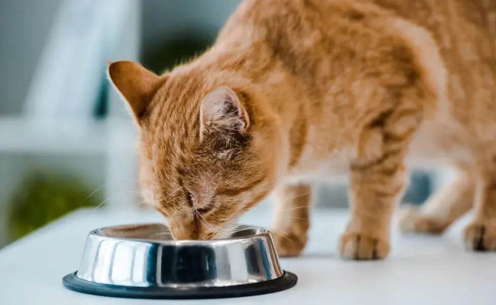 Gato laranja comendo ração em pote