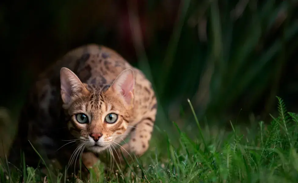 gato a espreita na grama