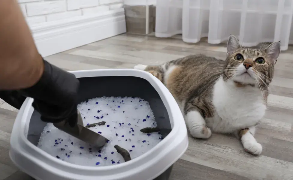 Gato deitado ao lado de caixa de areia para gatos enquanto tutor recolhe fezes