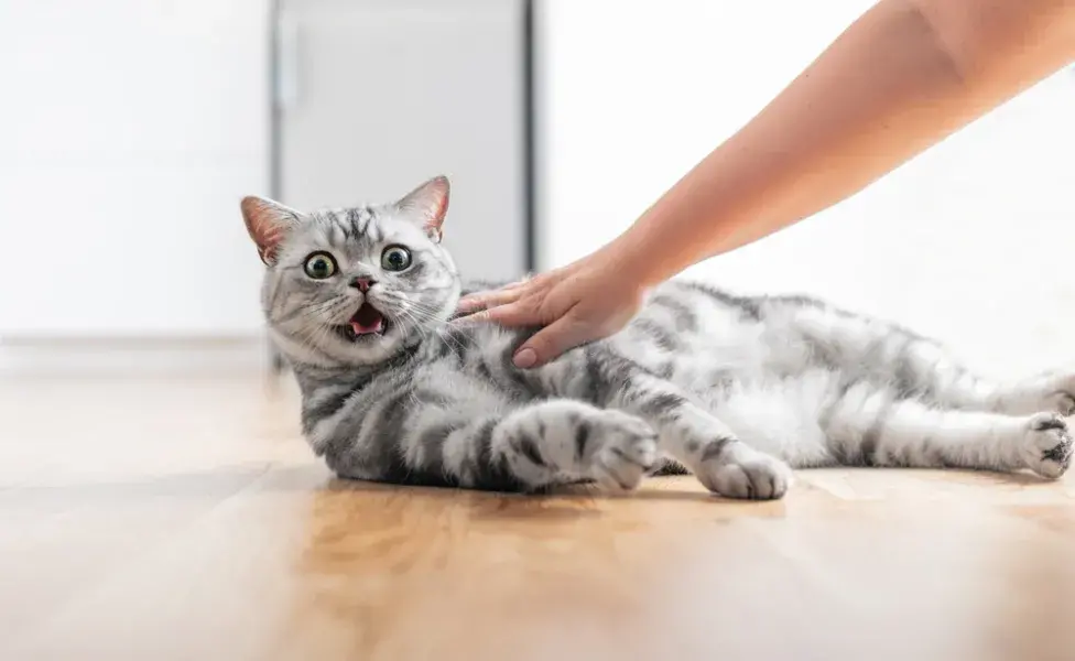 gato miando estranho deitado no chão