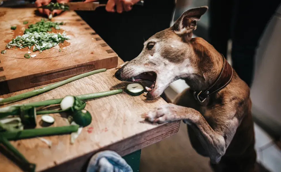 cachorro tentando comer pepino em cima da pia