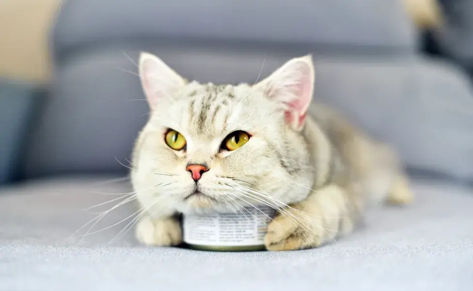 Gato deitado em cima de lata de sardinha