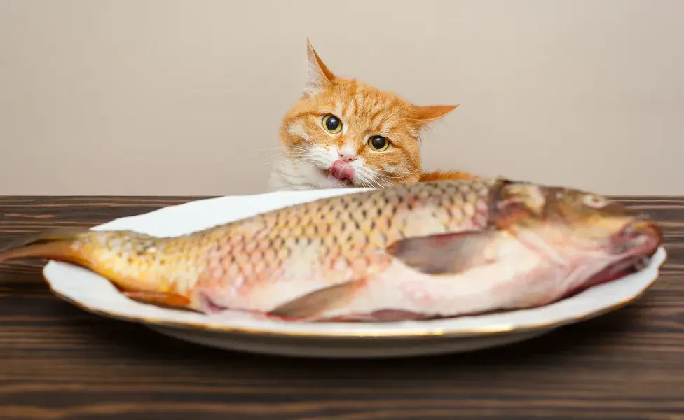 ¿Los gatos comen pescado? Descubre cuáles son los mejores tipos de pescado para gatos y sus beneficios