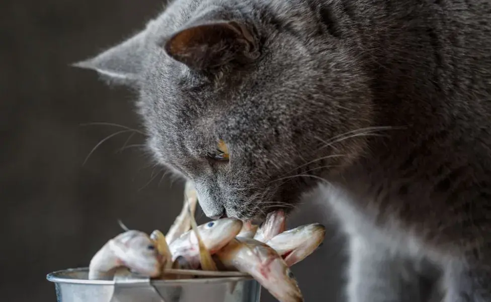 gato cheirando peixes cru