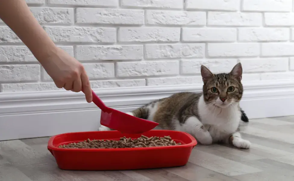 tutora limpando caixa de areia de gato