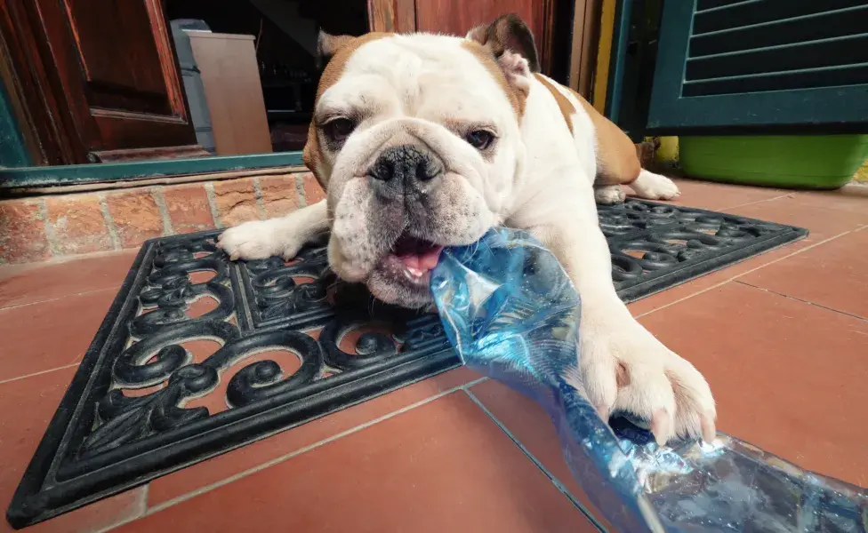 Juguetes caseros para perros: pon bocaditos dentro de una botella pet para que el juego sea más divertido