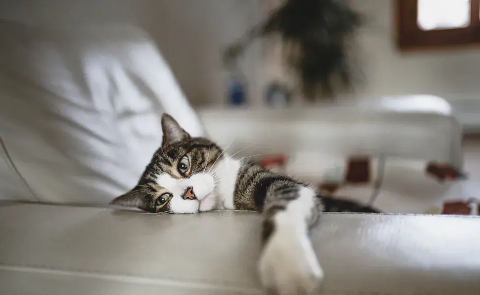 El gato con problema renal presenta síntomas como pérdida de apetito, apatía, cansancio y vómitos