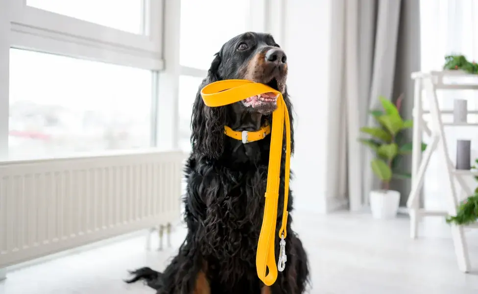 Aprende todo sobre los tipos de collares para perros 
