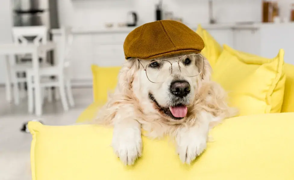 Las gorras para perros tienen beneficios?