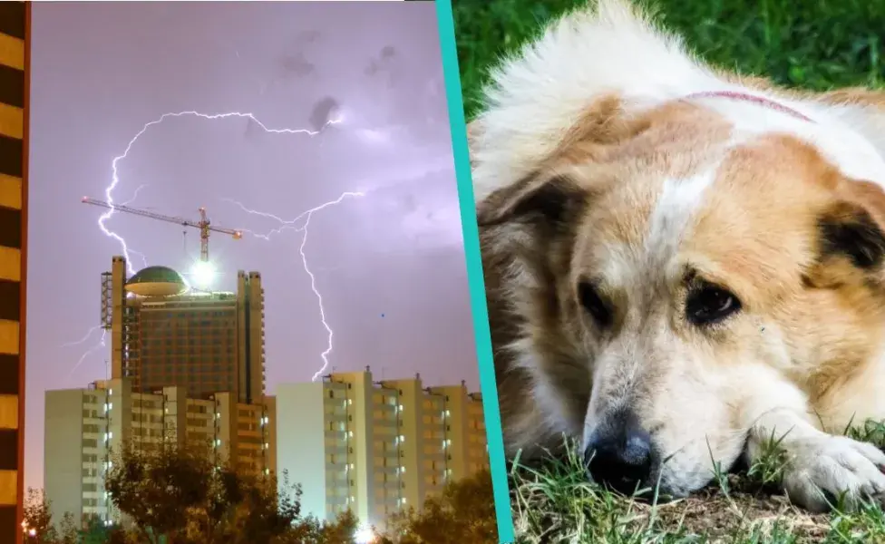 ¿Cómo calmar a un perro con miedo a la lluvia?