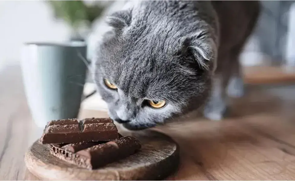 ¿Los gatos pueden comer chocolate?