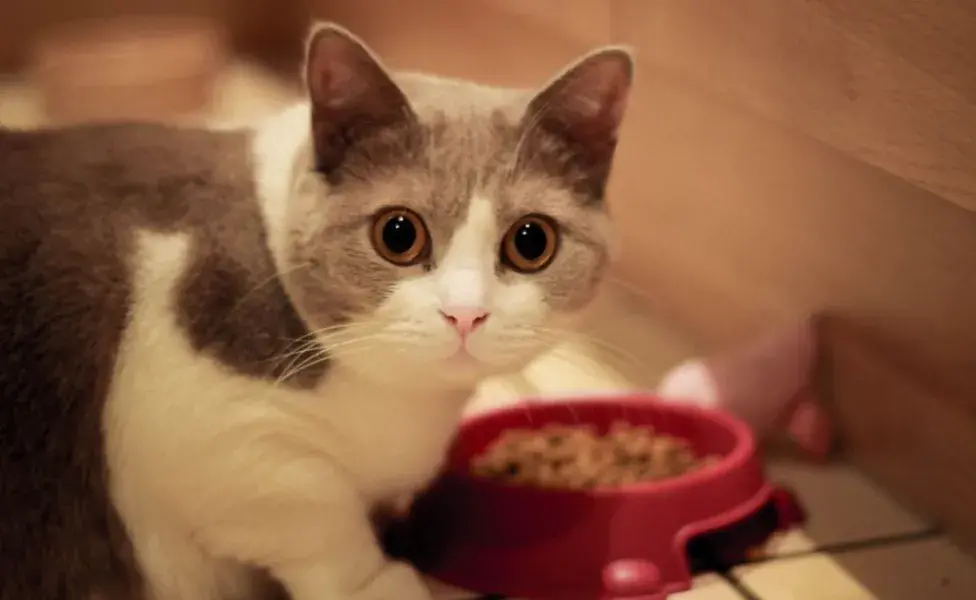 Este es el motivo por el que los gatos no comen si su plato no está completamente lleno de comida
