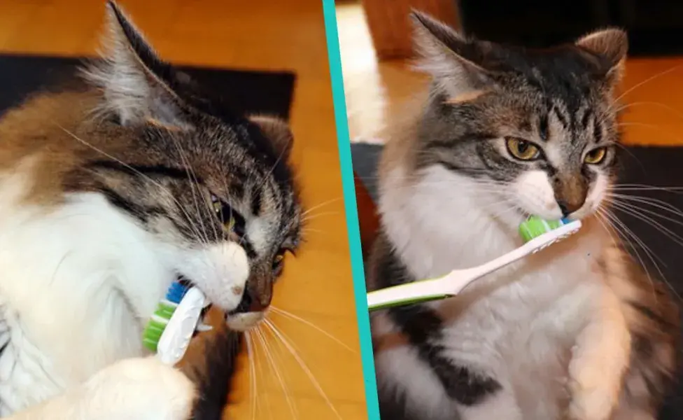 ¿A los gatos se le lavan los dientes? 