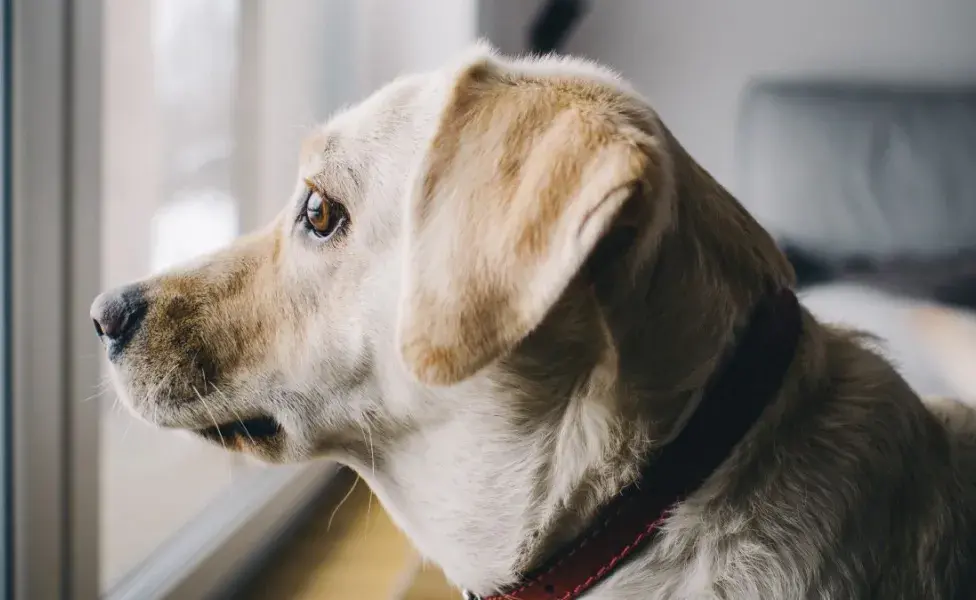 consejos para aliviar la ansiedad por separación en perros