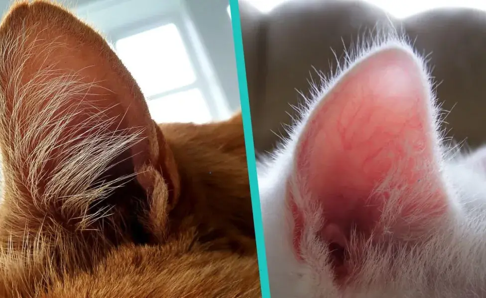 ¿Las orejas de los gatos se limpian? Aprende a limpiar las orejas de tu gato paso a paso