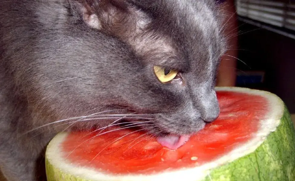 Frutas para gatos que sí pueden comer sin ningún riesgo