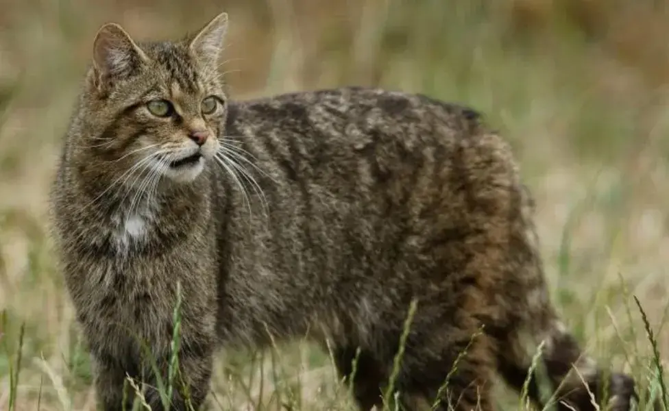 ¿El Gato Montés es un animal salvaje?