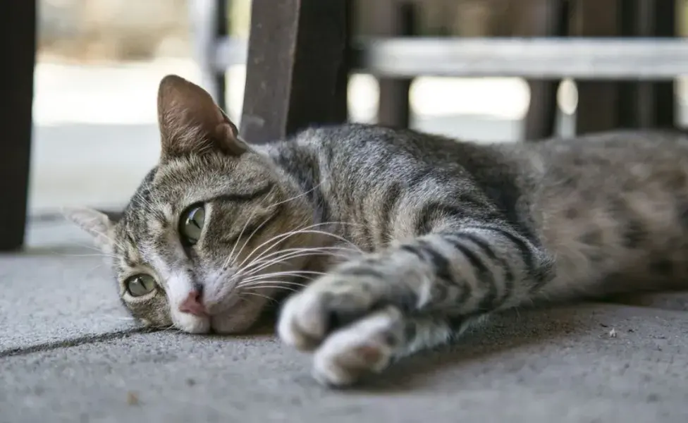 ¿Qué es el ViLeF en gatos, y qué tan común es?