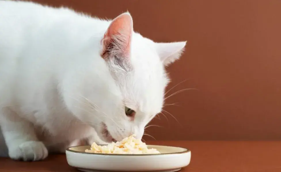 ¿Los gatos pueden comer huevo?