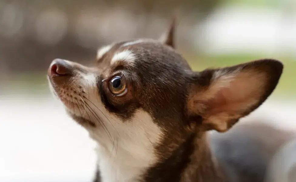 ¿Por qué los perros Chihuahua tiemblan tanto? 