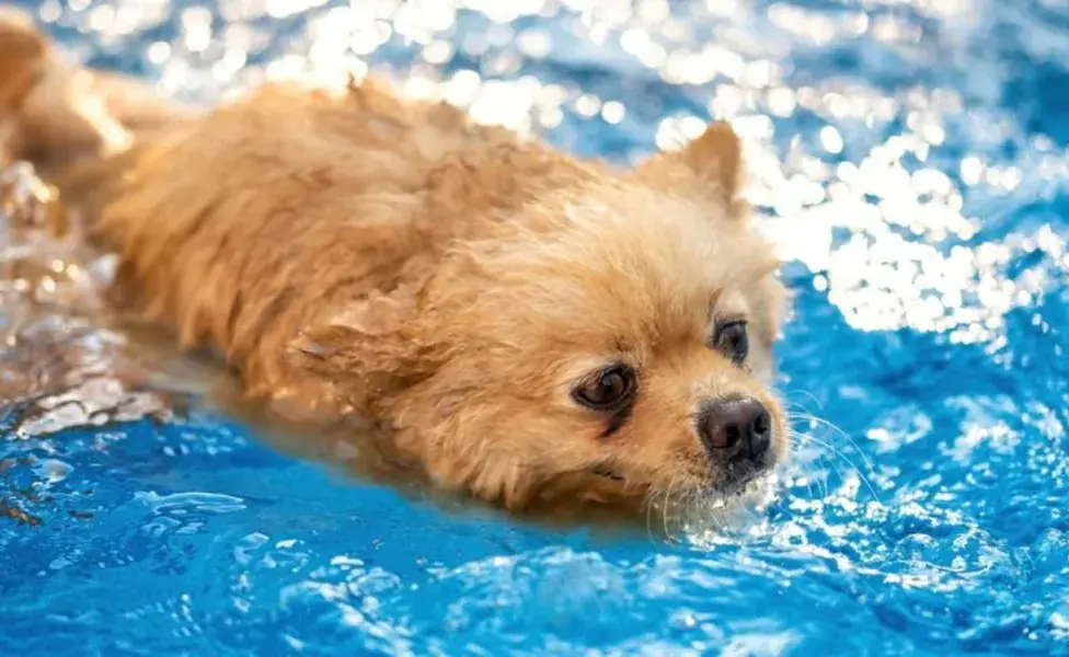 Que un perro se meta a la piscina, ¿buena o mala idea?