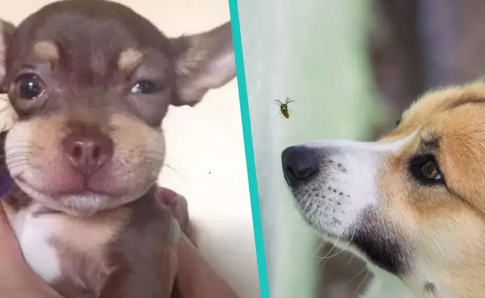 ¿Qué hago si le pica a una abeja a mi perro?