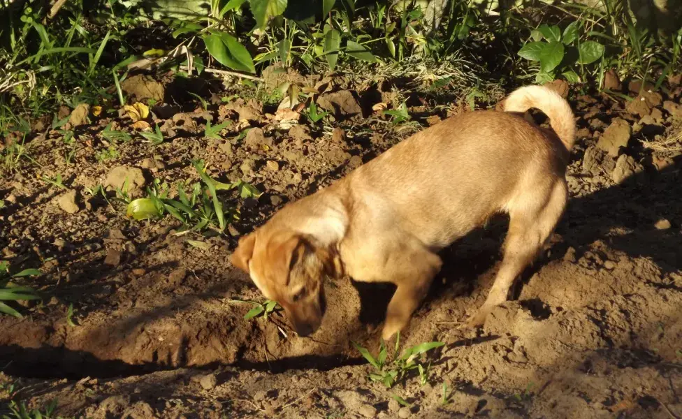 ¿Por qué los perros rascan hoyos en la tierra?
