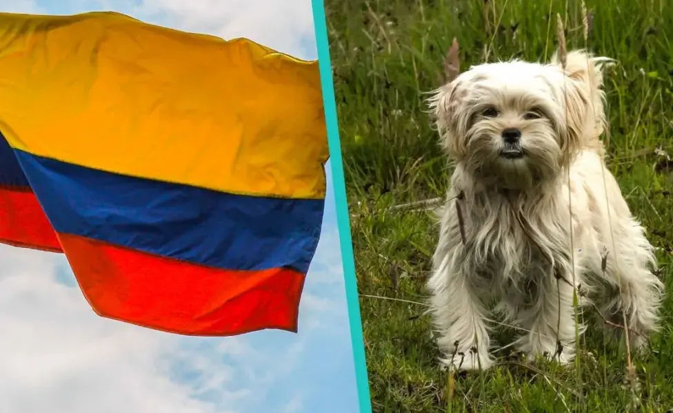 ¿Problemas con los vecinos por tu perro en Colombia?