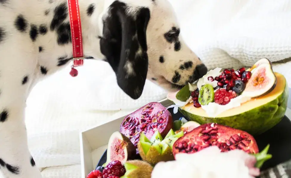 Piramide de alimentos para perros, así debería de comer tu 'mejor amigo'