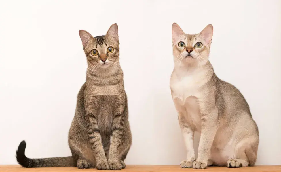 8 razas de gatos que destacan por su inteligencia y habilidades increíbles