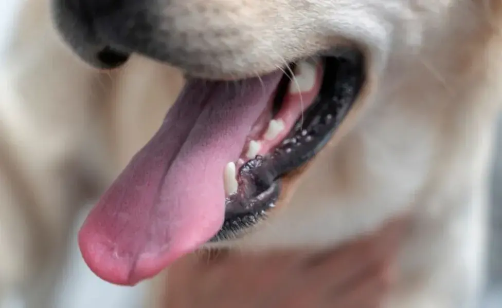 ¿A los perros se les caen los dientes?