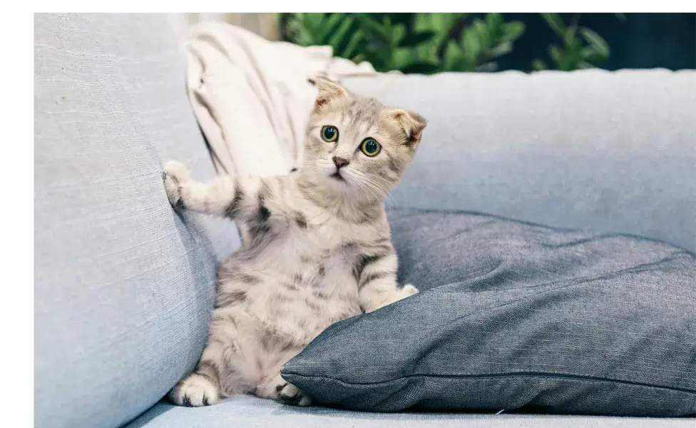Los gatos se pueden enfermar en el verano del estómago. Foto:Pexels/Tranmautritam