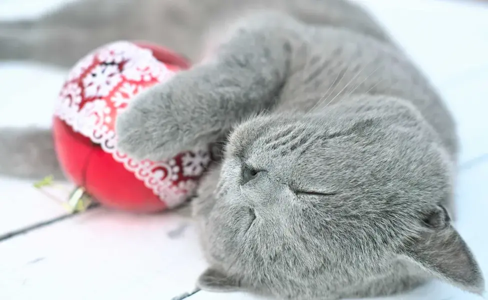 Gato gris raza British Shorthair abrazando una esfera. Foto: Envato/Yulia_Panova