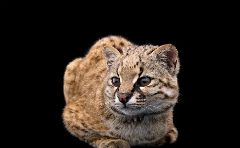 Gato huiña. Foto: YouTube/National Geographic