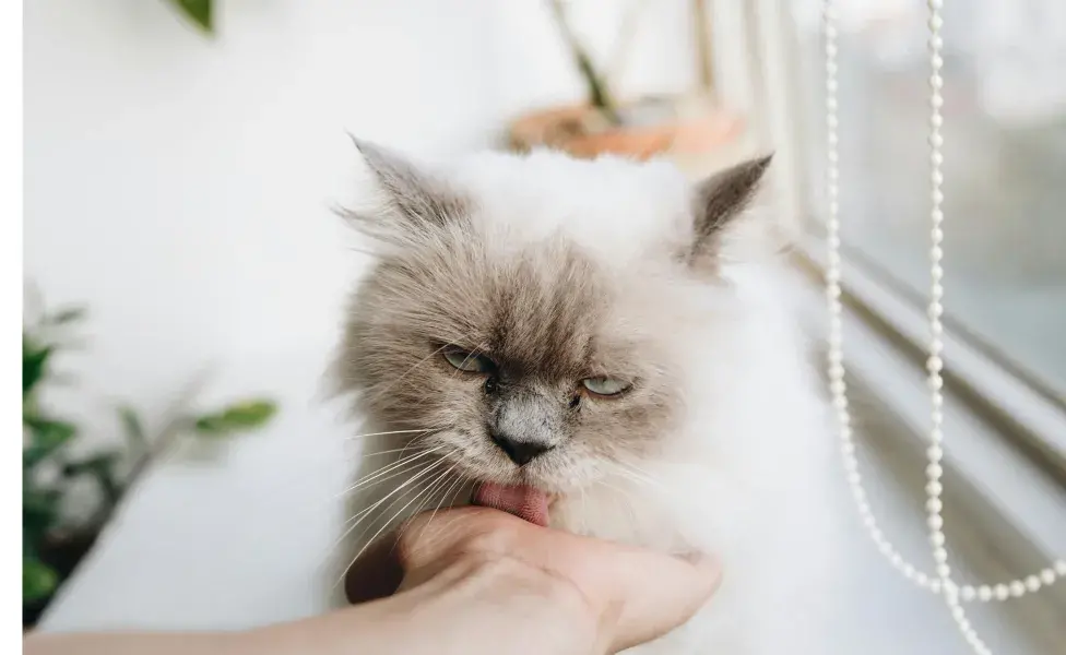 Gato persa con la lengua de fuera. Foto: Pexels/Tranmautritam