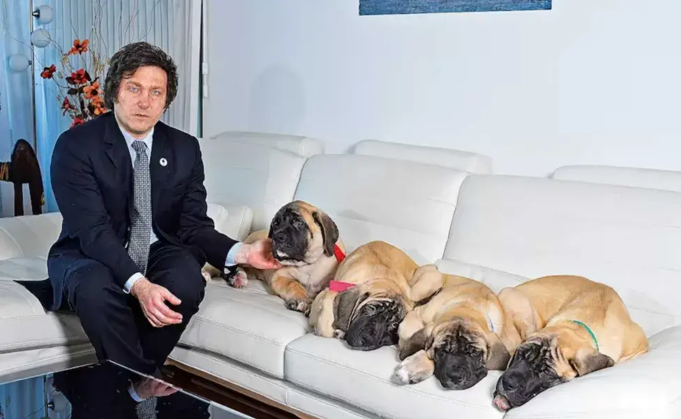 Javier Milei mostrando a sus cuatro perros Mastín Inglés. Foto: Instagram/Gentileza