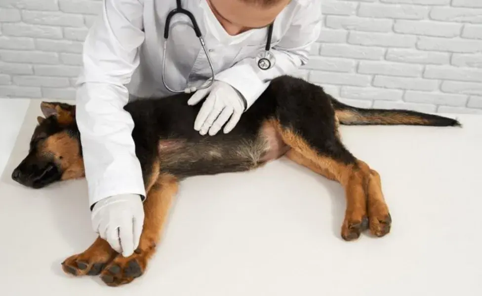 Cómo saber si tu perro fue envenenado; estos son los síntomas