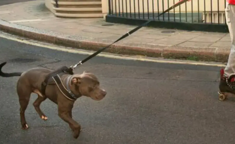 ¿Tu perro tiene miedo de pasear en la calle? Aplica estos trucos para facilitar el proceso 
