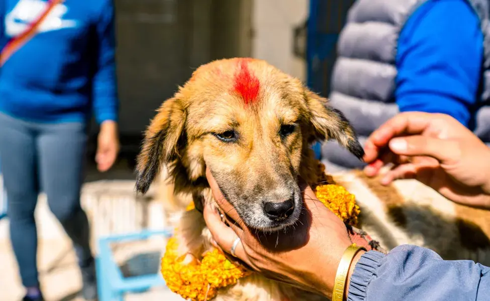 Perro siendo celebrado en la tradición del Kukur Tihar para honrar su lealtad. Foto: Envato/travellersnep